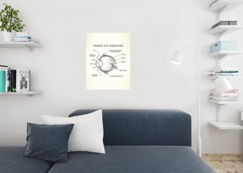 Structure Of The Human Eye Anatomy Chart Cool Wall Art Print Poster 24x36 - size: 36"L x 24"W