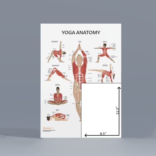 Anatomy Lab Stretching and Yoga Anatomy Poster Set - 2 Pack Laminated, 17.3 x 22.5 Inches, Illustrated Yoga Chart - color: Stretching + Yoga