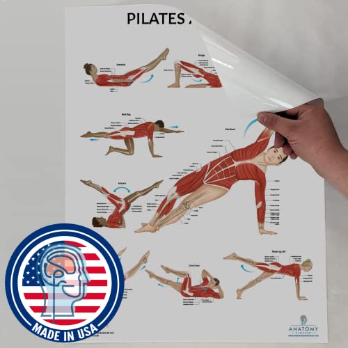 Anatomy Lab Muscular, Skeletal, Yoga, Stretching, and Pilates, Anatomy and Physiology Poster - 5 PACK LAMINATED 17.3 x 22.5 Inches, Stretching Exercise Chart, Anatomy and Physiology - color: Muscular + Skeletal + Yoga + Stretching + Pilates