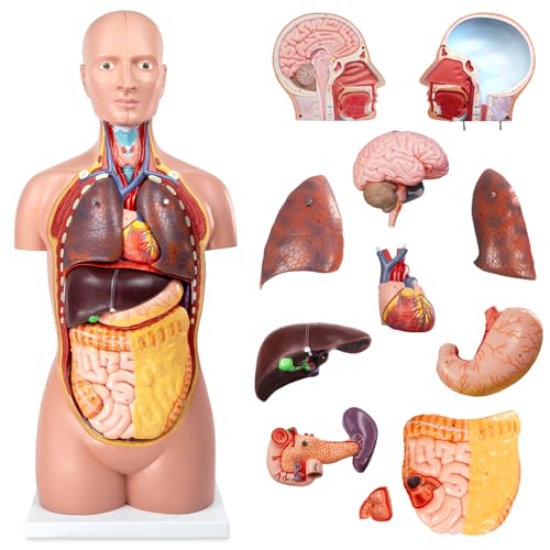 12 Pcs Removable Human Body Anatomical Model, 34.5 inch Human Torso Anatomy Model with Heart Head Skull Brain Liver Lungs Model for Medical Student, Lab Classroom Use