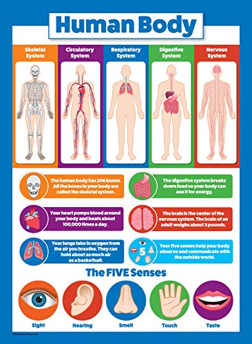 Palace Learning 3 Pack - Solar System Poster + Periodic Table of The Elements for Kids + Understand the Human Body Chart (LAMINATED, 18" x 24")
