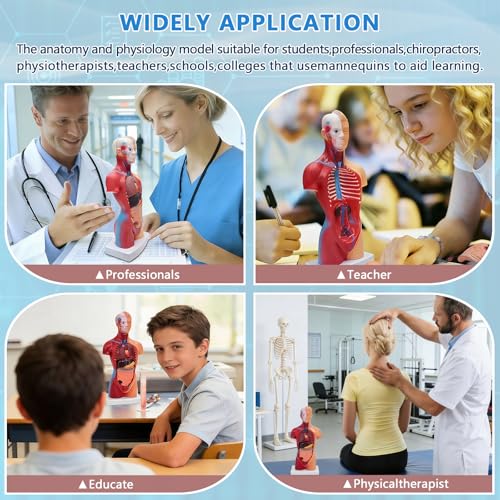 11 inch Human Body Model, 15 Pcs Removable Human Torso Anatomy Model for Student Study,Teaching Demonstration and Medical Education Display - style: Full skeleton Set