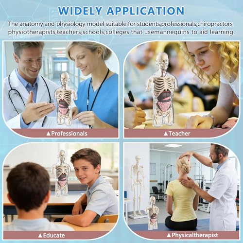 4D Anatomy Model Human Half Body,Clear Human Body Structure Model Include Bones,Organs,Muscles,Removable Human Organ Model for Student Study,Teaching Demonstration,Science Early Learning - style: Transparent body Set