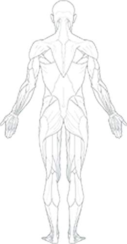 Anatomic Human Body Anatomy Cartoon Art Drawing Vinyl Sticker (12" Tall, Muscle Outline)