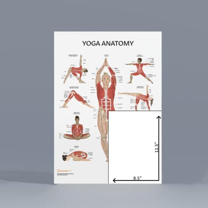 Anatomy Lab Stretching and Yoga Anatomy Poster Set - 2 Pack Laminated, 17.3 x 22.5 Inches, Illustrated Yoga Chart - color: Stretching + Yoga