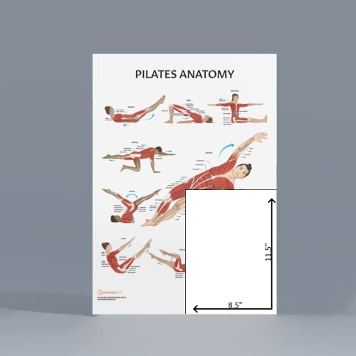 Anatomy Lab Pilates Anatomy Poster, LAMINATED, Pilates Wall Chart, 17.3 x 22.5 Inches, Anatomy and Physiology, Wall Pilates Exercise Chart, Workout Poster, Made - color: Pilates
