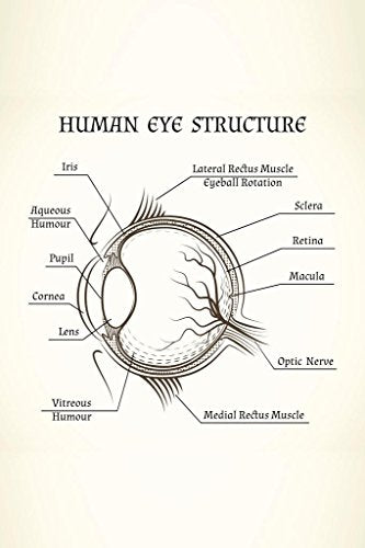 Structure Of The Human Eye Anatomy Chart Cool Wall Art Print Poster 16x24 - size: 24"L x 16"W