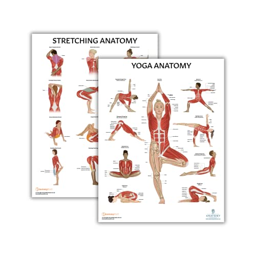 Anatomy Lab Stretching and Yoga Anatomy Poster Set - 2 Pack Laminated, 17.3 x 22.5 Inches, Illustrated Yoga Chart - color: Stretching + Yoga