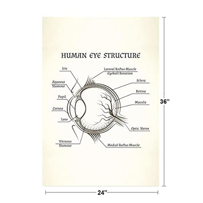 Structure Of The Human Eye Anatomy Chart Cool Wall Art Print Poster 24x36 - size: 36"L x 24"W