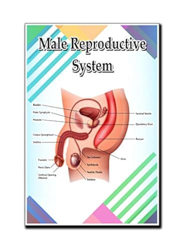 Male Reproductive System Poster Quote Motivational Educational Inspirational School Elementary Homeschool 12-Inches by 18-Inches Print Wall Art CAP00128,Classroom