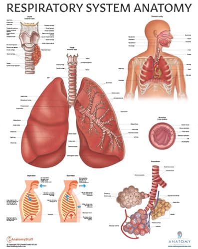 11 PACK Human Body Systems Anatomy Poster Set, LAMINATED, Anatomy and Physiology, 17.3 x 22.5 Inches, Body System Diagram, Anatomical Charts for Education Learning and Students