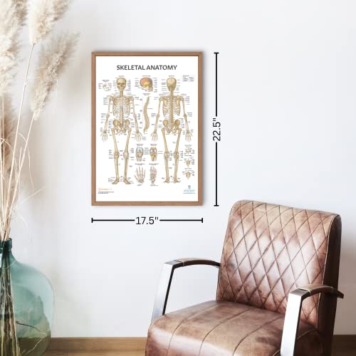 Anatomy Lab Muscular, Skeletal, Yoga, Stretching, and Pilates, Anatomy and Physiology Poster - 5 PACK LAMINATED 17.3 x 22.5 Inches, Stretching Exercise Chart, Anatomy and Physiology - color: Muscular + Skeletal + Yoga + Stretching + Pilates