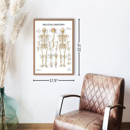Anatomy Lab Muscular, Skeletal, Yoga, Stretching, and Pilates, Anatomy and Physiology Poster - 5 PACK LAMINATED 17.3 x 22.5 Inches, Stretching Exercise Chart, Anatomy and Physiology - color: Muscular + Skeletal + Yoga + Stretching + Pilates