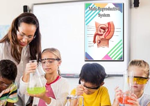 Male Reproductive System Poster Quote Motivational Educational Inspirational School Elementary Homeschool 12-Inches by 18-Inches Print Wall Art CAP00128,Classroom