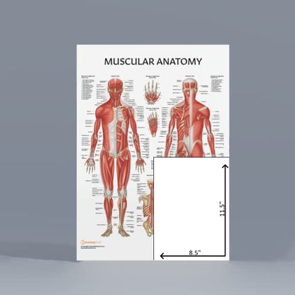 Anatomy Lab Muscular and Skeletal Anatomy Poster Set -2 PACK LAMINATED, Anatomy and Physiology Poster, 17.3 x 22.5 Inches, Muscles Diagram, Human Anatomy Poster - color: Muscular + Skeletal