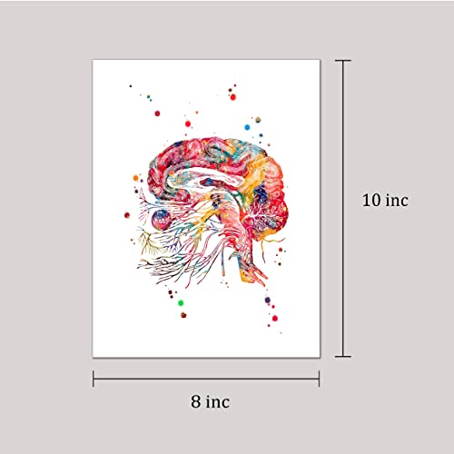 Watercolor Brain Cranial Nerves Brainstem Diagram Illustration Art Print for Neurology Classroom Display, Biology Lab Inspiration, Medical Office Study Desk Dorm Science Wall Art, Med Student Neurologist Anatomy Teacher Science Enthusiast Graduation Neura