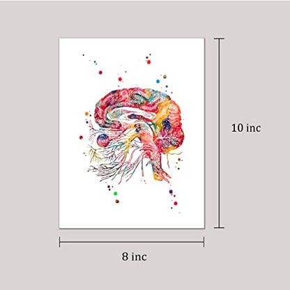 Watercolor Brain Cranial Nerves Brainstem Diagram Illustration Art Print for Neurology Classroom Display, Biology Lab Inspiration, Medical Office Study Desk Dorm Science Wall Art, Med Student Neurologist Anatomy Teacher Science Enthusiast Graduation Neura