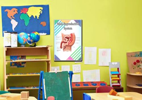 Male Reproductive System Poster Quote Motivational Educational Inspirational School Elementary Homeschool 12-Inches by 18-Inches Print Wall Art CAP00128,Classroom