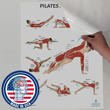 Anatomy Lab Muscular, Skeletal, Yoga, Stretching, and Pilates, Anatomy and Physiology Poster - 5 PACK LAMINATED 17.3 x 22.5 Inches, Stretching Exercise Chart, Anatomy and Physiology - color: Muscular + Skeletal + Yoga + Stretching + Pilates
