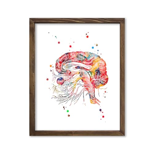 Watercolor Brain Cranial Nerves Brainstem Diagram Illustration Art Print for Neurology Classroom Display, Biology Lab Inspiration, Medical Office Study Desk Dorm Science Wall Art, Med Student Neurologist Anatomy Teacher Science Enthusiast Graduation Neura