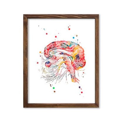 Watercolor Brain Cranial Nerves Brainstem Diagram Illustration Art Print for Neurology Classroom Display, Biology Lab Inspiration, Medical Office Study Desk Dorm Science Wall Art, Med Student Neurologist Anatomy Teacher Science Enthusiast Graduation Neura
