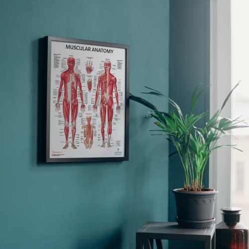 Anatomy Lab Muscular and Skeletal Anatomy Poster Set -2 PACK LAMINATED, Anatomy and Physiology Poster, 17.3 x 22.5 Inches, Muscles Diagram, Human Anatomy Poster - color: Muscular + Skeletal