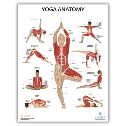 Anatomy Lab Muscular, Skeletal, Yoga, Stretching, and Pilates, Anatomy and Physiology Poster - 5 PACK LAMINATED 17.3 x 22.5 Inches, Stretching Exercise Chart, Anatomy and Physiology - color: Muscular + Skeletal + Yoga + Stretching + Pilates