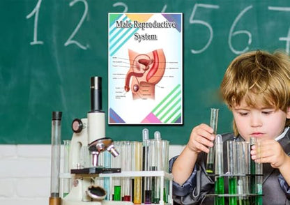 Male Reproductive System Poster Quote Motivational Educational Inspirational School Elementary Homeschool 12-Inches by 18-Inches Print Wall Art CAP00128,Classroom