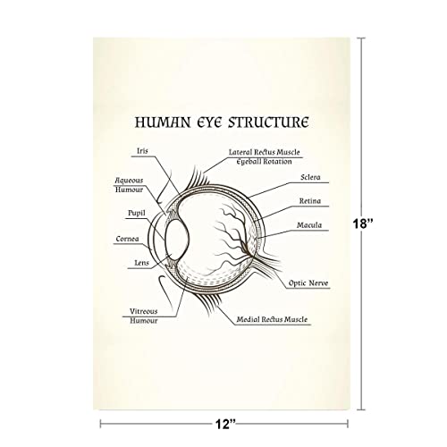 Structure Of The Human Eye Anatomy Chart Cool Wall Art Print Poster 12x18 - size: 18"L x 12"W