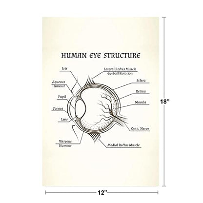 Structure Of The Human Eye Anatomy Chart Cool Wall Art Print Poster 12x18 - size: 18"L x 12"W