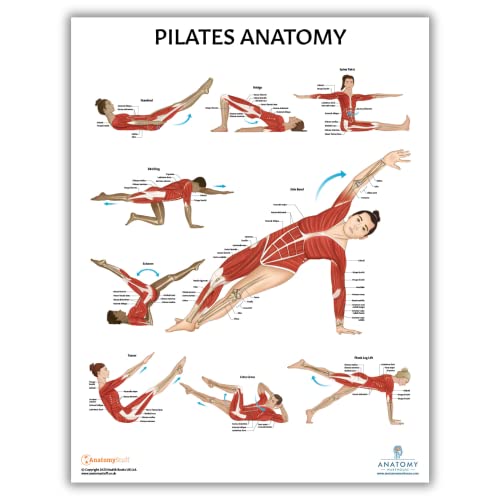 Anatomy Lab Pilates Anatomy Poster, LAMINATED, Pilates Wall Chart, 17.3 x 22.5 Inches, Anatomy and Physiology, Wall Pilates Exercise Chart, Workout Poster, Made - color: Pilates