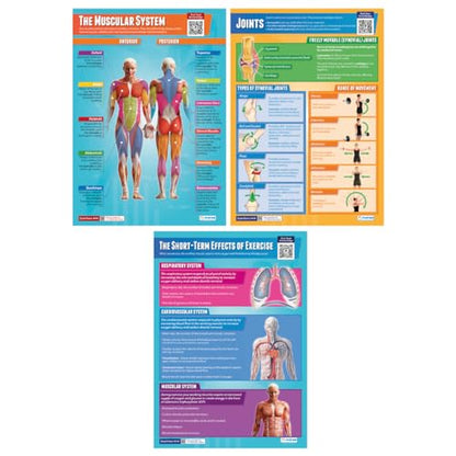 Daydream Education Applied Anatomy & Physiology Posters - Set of 9 - EXTRA LARGE 33” x 23.5” - Laminated - Includes Interactive Quizzes - PE Middle & High School Classroom Decor - Wall Charts