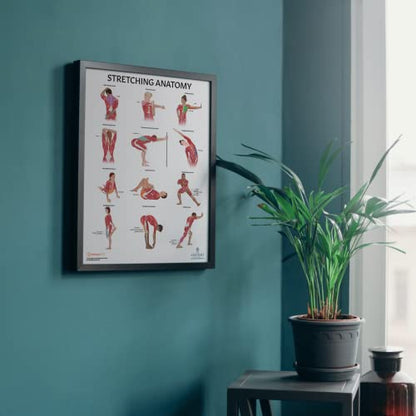 Anatomy Lab Stretching and Yoga Anatomy Poster Set - 2 Pack Laminated, 17.3 x 22.5 Inches, Illustrated Yoga Chart - color: Stretching + Yoga