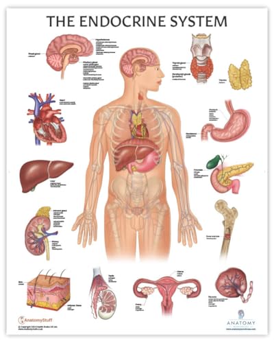 11 PACK Human Body Systems Anatomy Poster Set, LAMINATED, Anatomy and Physiology, 17.3 x 22.5 Inches, Body System Diagram, Anatomical Charts for Education Learning and Students