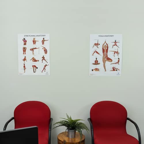 Anatomy Lab Stretching and Yoga Anatomy Poster Set - 2 Pack Laminated, 17.3 x 22.5 Inches, Illustrated Yoga Chart - color: Stretching + Yoga