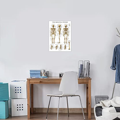 Palace Learning Skeletal System Anatomical Chart - LAMINATED - Human Skeleton Anatomy Poster (18" x 24")