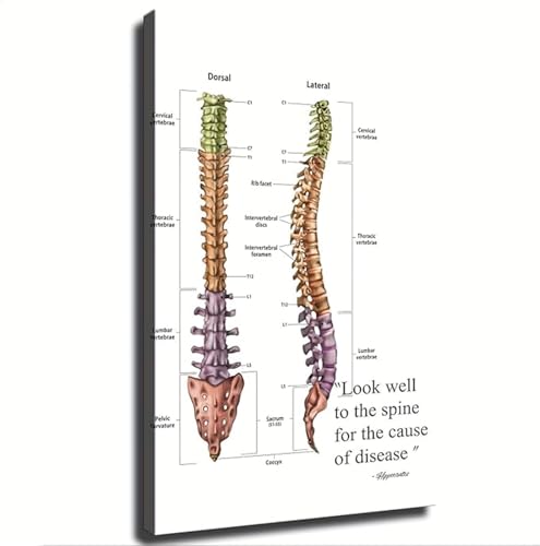 TYSTABPC Hippocrates Look Well To The Spine Canvas Print Anatomy Art Poster for Medical Student and Home Decor Unframed,08x12inch(20x30cm) - color: Unframed, size: 08x12inch(20x30cm)