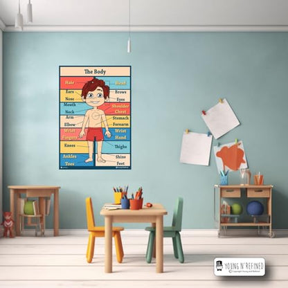 XXXL Learning Human Body Anatomy educational Plastic poster for classroom kids teaching tool Young N Refined (42x60) - color: Body, size: 42x60
