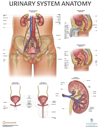 11 PACK Human Body Systems Anatomy Poster Set, LAMINATED, Anatomy and Physiology, 17.3 x 22.5 Inches, Body System Diagram, Anatomical Charts for Education Learning and Students
