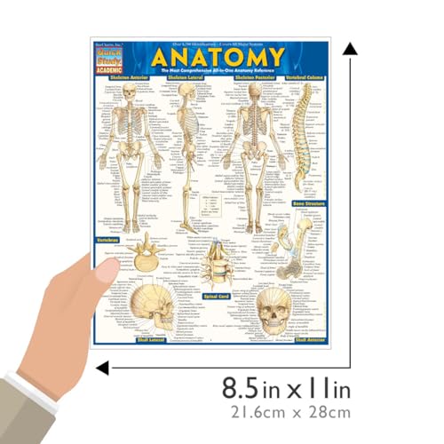 Anatomy: QuickStudy Laminated Reference Guide (Quickstudy Academic)