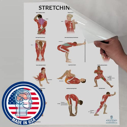 Anatomy Lab Stretching and Yoga Anatomy Poster Set - 2 Pack Laminated, 17.3 x 22.5 Inches, Illustrated Yoga Chart - color: Stretching + Yoga