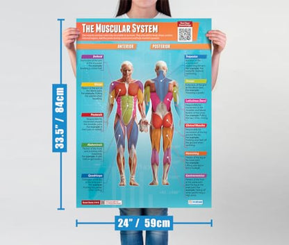 Daydream Education Applied Anatomy & Physiology Posters - Set of 9 - EXTRA LARGE 33” x 23.5” - Laminated - Includes Interactive Quizzes - PE Middle & High School Classroom Decor - Wall Charts
