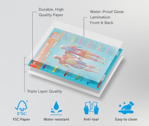 Daydream Education Applied Anatomy & Physiology Posters - Set of 9 - EXTRA LARGE 33” x 23.5” - Laminated - Includes Interactive Quizzes - PE Middle & High School Classroom Decor - Wall Charts