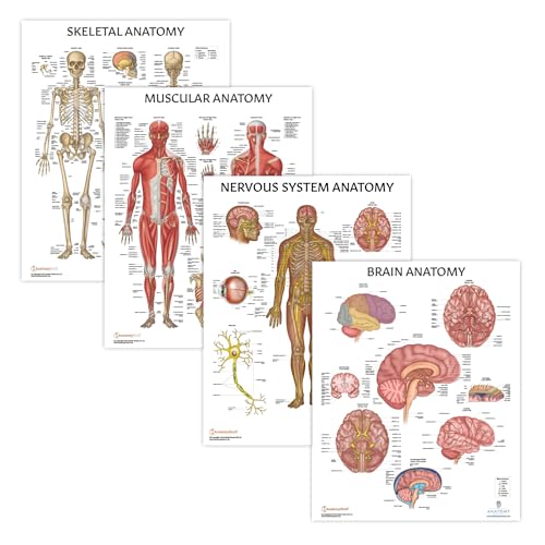 Anatomy Lab Human Anatomical Poster Set - Laminated 4-Pack of Muscular, Skeletal, Nervous Systems, and Brain Posters, Tear-Resistant, Study Aid with 856 Labels for Learning