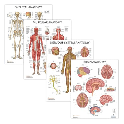 Anatomy Lab Human Anatomical Poster Set - Laminated 4-Pack of Muscular, Skeletal, Nervous Systems, and Brain Posters, Tear-Resistant, Study Aid with 856 Labels for Learning