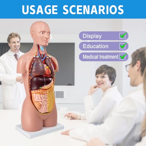 12 Pcs Removable Human Body Anatomical Model, 34.5 inch Human Torso Anatomy Model with Heart Head Skull Brain Liver Lungs Model for Medical Student, Lab Classroom Use