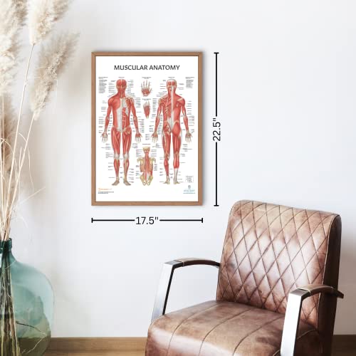 Anatomy Lab Muscular and Skeletal Anatomy Poster Set -2 PACK LAMINATED, Anatomy and Physiology Poster, 17.3 x 22.5 Inches, Muscles Diagram, Human Anatomy Poster - color: Muscular + Skeletal