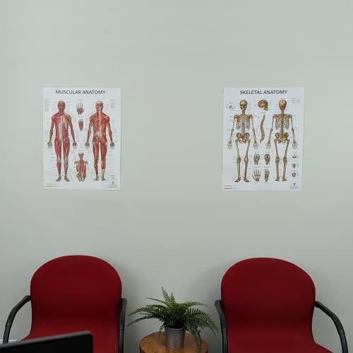 Anatomy Lab Muscular and Skeletal Anatomy Poster Set -2 PACK LAMINATED, Anatomy and Physiology Poster, 17.3 x 22.5 Inches, Muscles Diagram, Human Anatomy Poster - color: Muscular + Skeletal