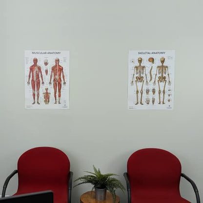 Anatomy Lab Muscular and Skeletal Anatomy Poster Set -2 PACK LAMINATED, Anatomy and Physiology Poster, 17.3 x 22.5 Inches, Muscles Diagram, Human Anatomy Poster - color: Muscular + Skeletal