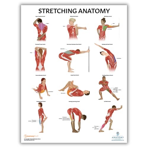 Anatomy Lab Stretching Anatomy Poster | Laminated Exercise and Fitness Chart | 17.3 x 22.5 Inches | Educational Anatomy and Physiology Poster for Physical Education, Workouts, and Classroom Use | Durable Stretching Wall Chart - color: Stretching